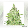 Y Griega CBD Medical Seeds - 3 Seeds