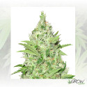 Y Griega CBD Medical Seeds - 10 Seeds