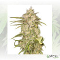 No Name Auto Medical Seeds - 5 Seeds