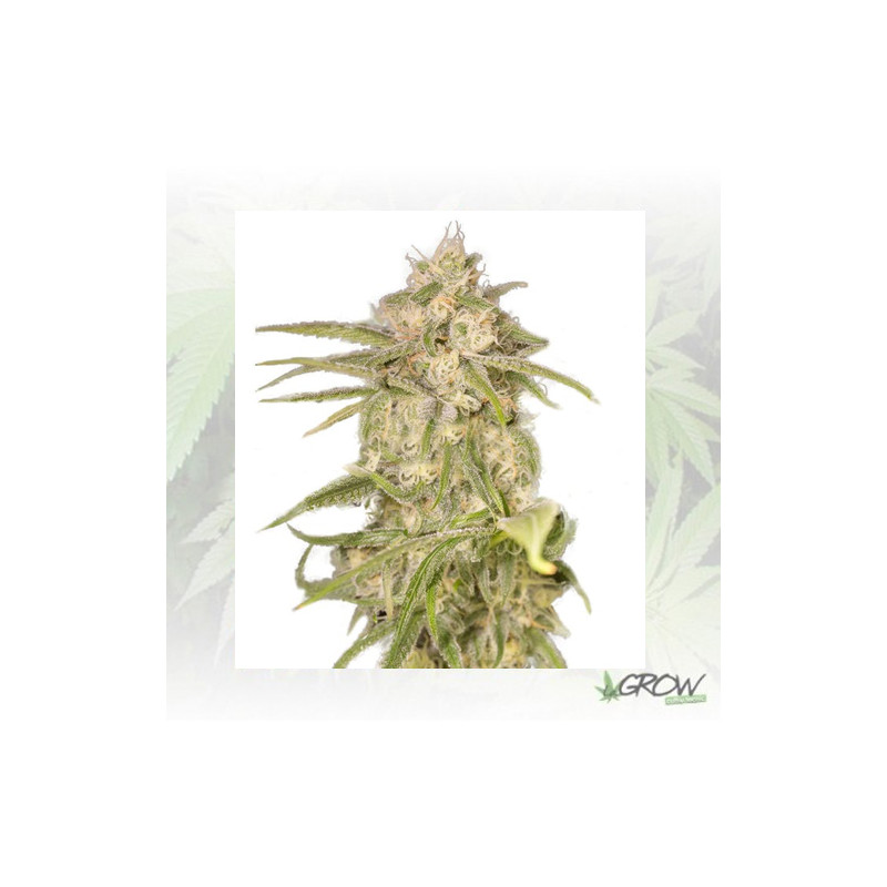 No Name Auto Medical Seeds - 5 Seeds