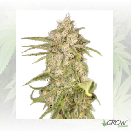 No Name Auto Medical Seeds - 5 Seeds