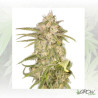 No Name Auto Medical Seeds - 5 Seeds