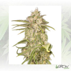 No Name Auto Medical Seeds - 10 Seeds