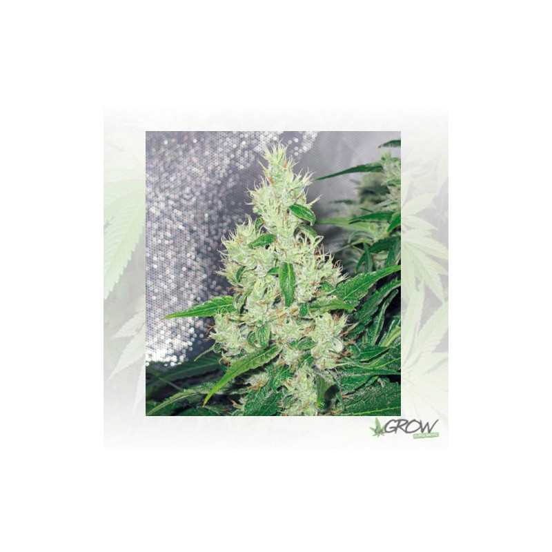 Y Griega Medical Seeds - 10 Seeds