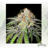 Deep Neville Medical Seeds - 10 Seeds