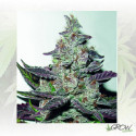 Mendocino Purple Kush Medical Seeds - 3 Seeds