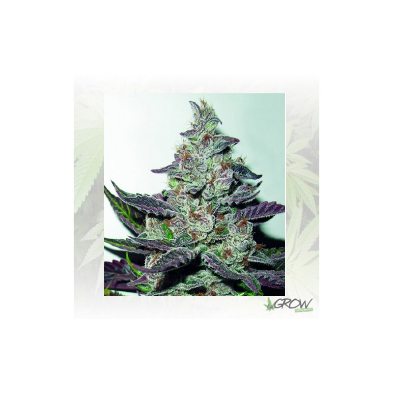 Mendocino Purple Kush Medical Seeds - 3 Seeds