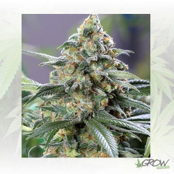 OG Kush CBD Medical Seeds - 3 Seeds