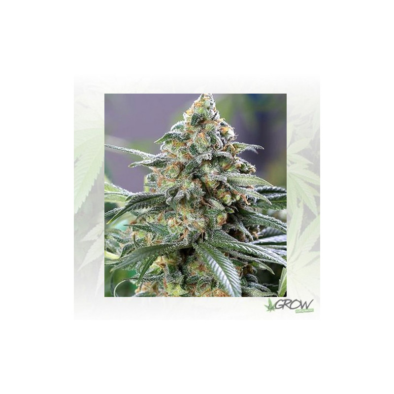 OG Kush CBD Medical Seeds - 3 Seeds