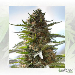 Over Dawg Medical Seeds - 3 Seeds