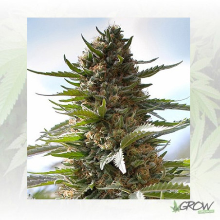 Over Dawg Medical Seeds - 3 Seeds