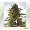 Over Dawg Medical Seeds - 10 Seeds
