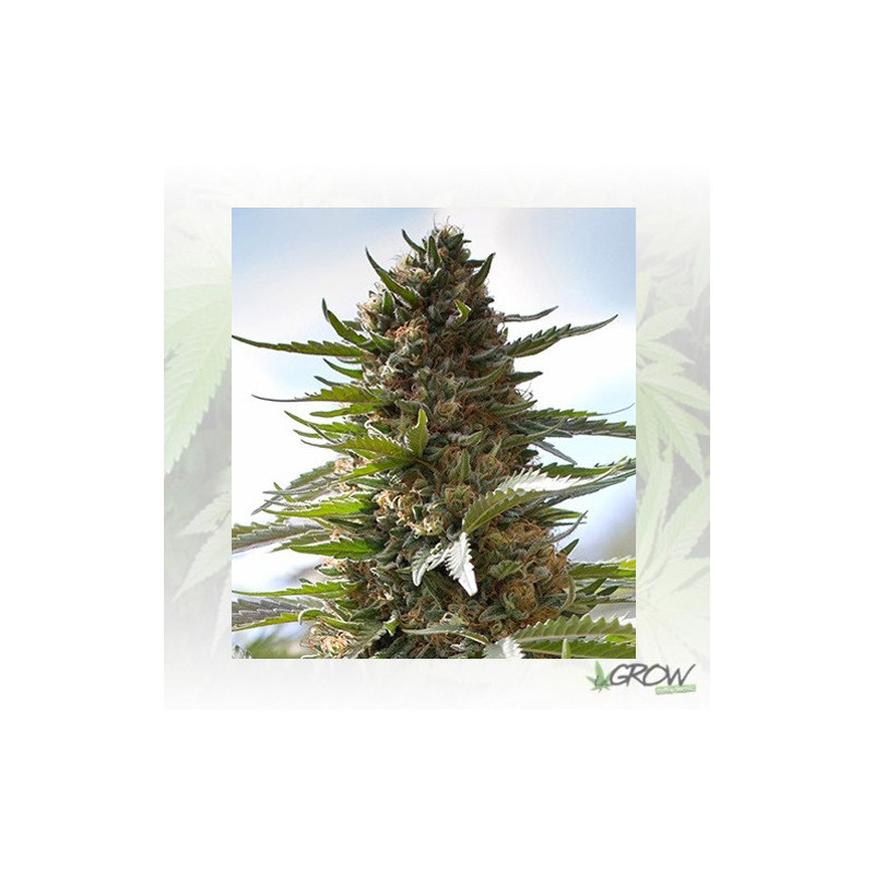 Over Dawg Medical Seeds - 10 Seeds