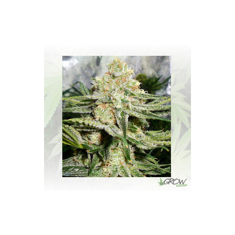 Some Sweet Medical Seeds - 5 Seeds