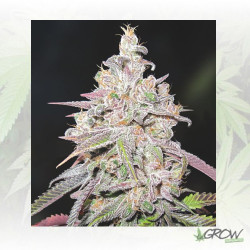 Mendocino Chanel Kush Medical Seeds - 5 Seeds