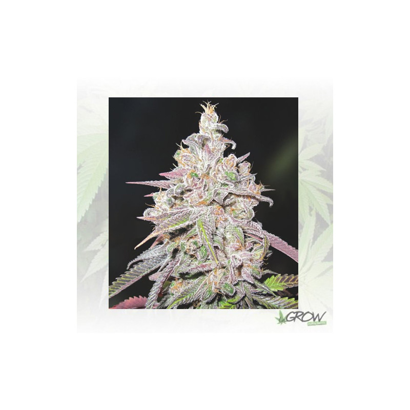 Mendocino Chanel Kush Medical Seeds - 5 Seeds