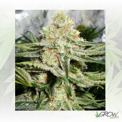 Some Sweet Medical Seeds - 10 Seeds