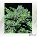 Sour Glue Medical Seeds - 3 Seeds