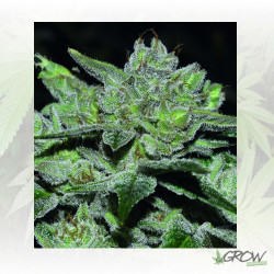 Sour Glue Medical Seeds - 3 Seeds