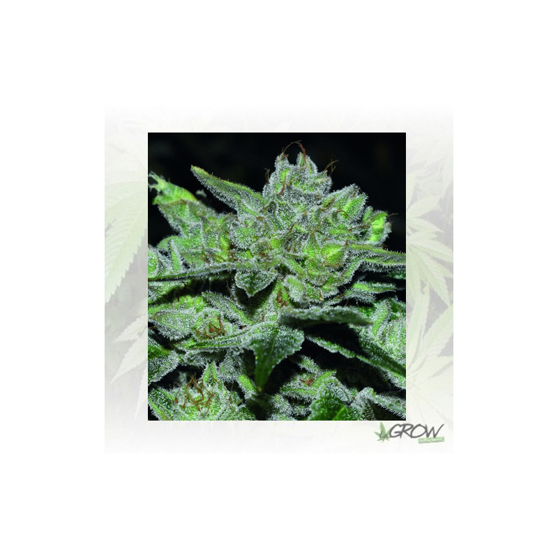 Sour Glue Medical Seeds - 3 Seeds