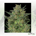 LSD Barney's Farm - 5 Seeds