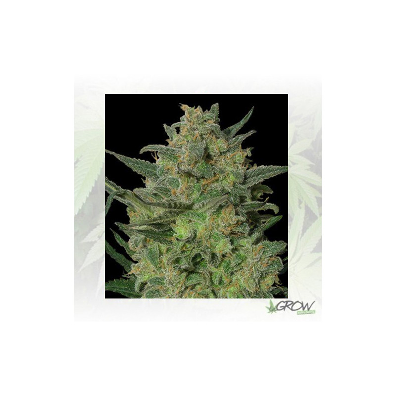 LSD Barney's Farm - 10 Seeds