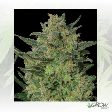 LSD Barney's Farm - 10 Seeds