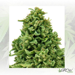 Sweet Tooth Auto Barney's Farm - 5 seeds