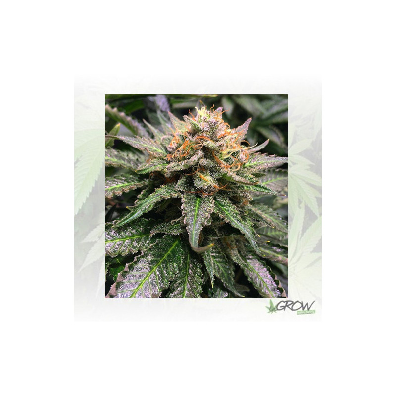 Amnesia Lemon Barney's Farm - 10 Seeds
