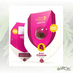 Royal Cheese FF Royal Queen Seeds - 3 Seeds