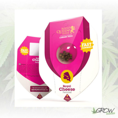 Royal Cheese FF Royal Queen Seeds - 3 Seeds