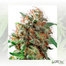 Kali Dog Royal Queen Seeds - 3 Seeds