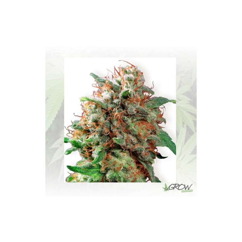 Kali Dog Royal Queen Seeds - 3 Seeds