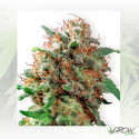 Kali Dog Royal Queen Seeds - 5 Seeds