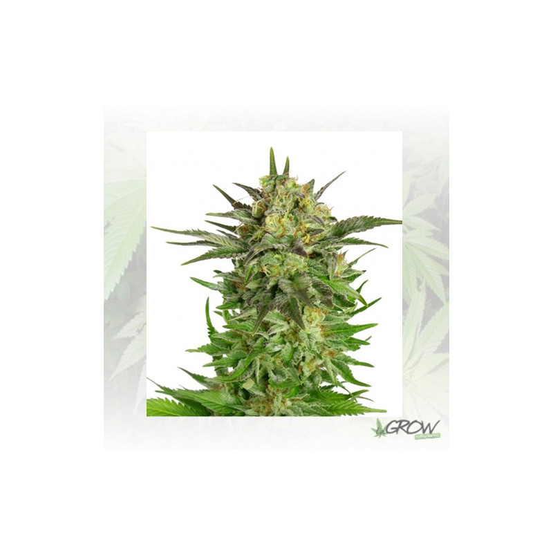 Haze Berry Royal Queen Seeds - 5 Seeds