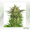 Haze Berry Royal Queen Seeds - 5 Seeds
