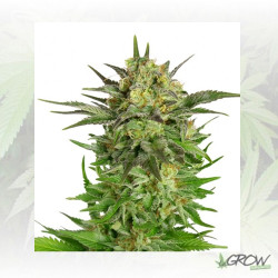 Haze Berry Royal Queen Seeds - 10 Seeds