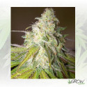 Sour Diesel Royal Queen Seeds - 3 Seeds