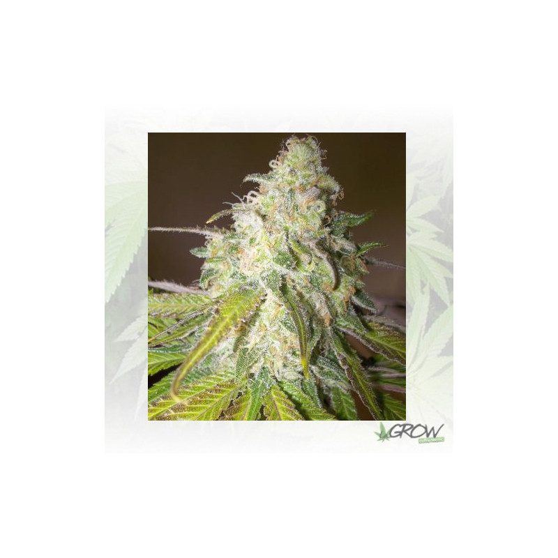 Sour Diesel Royal Queen Seeds - 3 Seeds