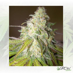 Sour Diesel Royal Queen Seeds - 10 Seeds
