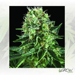 Bubble Kush Royal Queen Seeds - 1 Seed