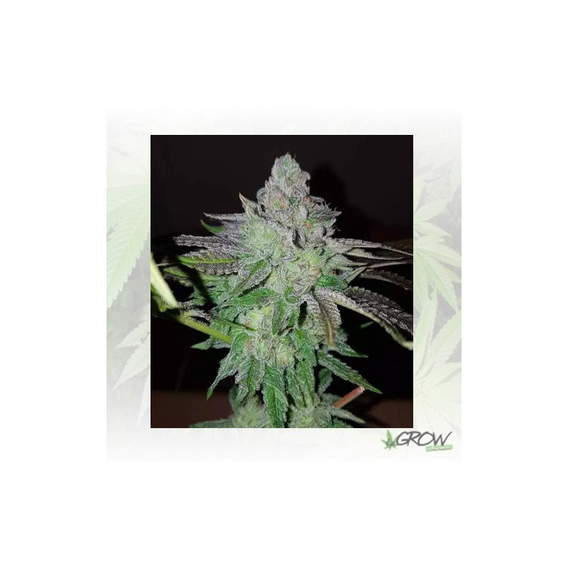 Pineapple Kush Royal Queen Seeds - 1 Seed