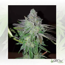 Pineapple Kush Royal Queen Seeds - 3 Seeds