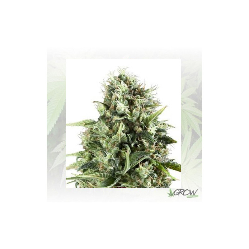 Royal AK Royal Queen Seeds - 3 Seeds