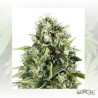 Royal AK Royal Queen Seeds - 3 Seeds
