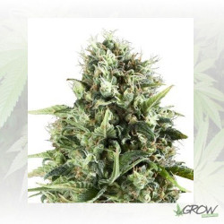 Royal AK Royal Queen Seeds - 10 Seeds