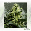 Somango XL Royal Queen Seeds - 5 Seeds