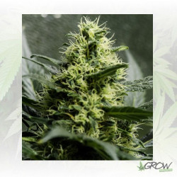 Somango XL Royal Queen Seeds - 5 Seeds