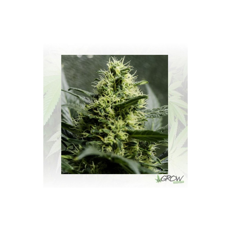 Somango XL Royal Queen Seeds - 5 Seeds