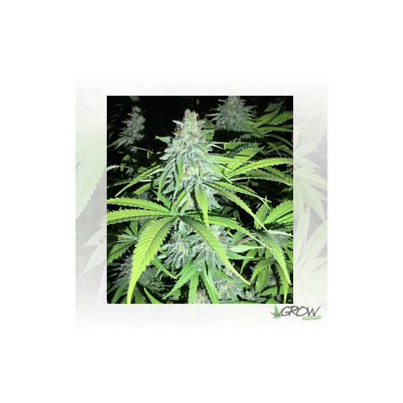 Candy Kush Express Royal Queen Seeds - 3 Seeds